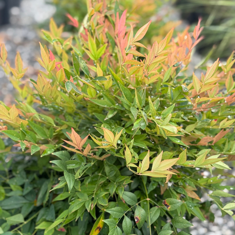 Nandina &