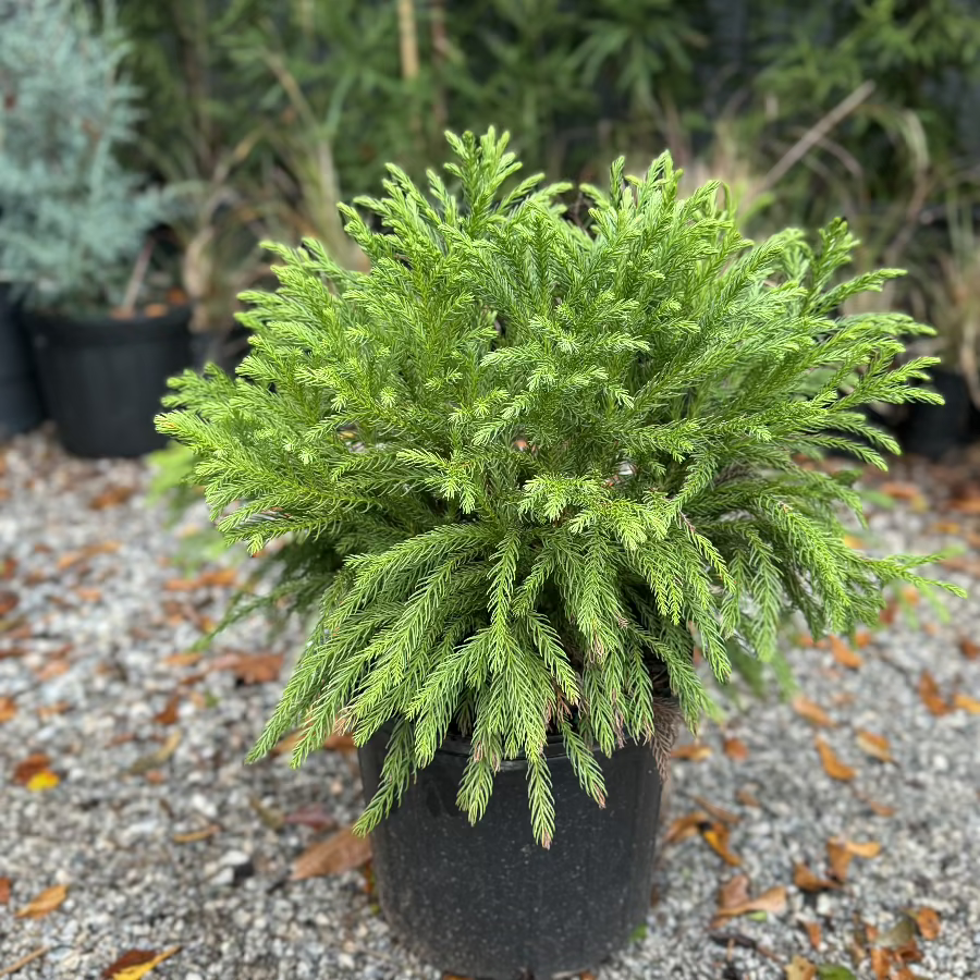 Globosa Nana Cryptomeria