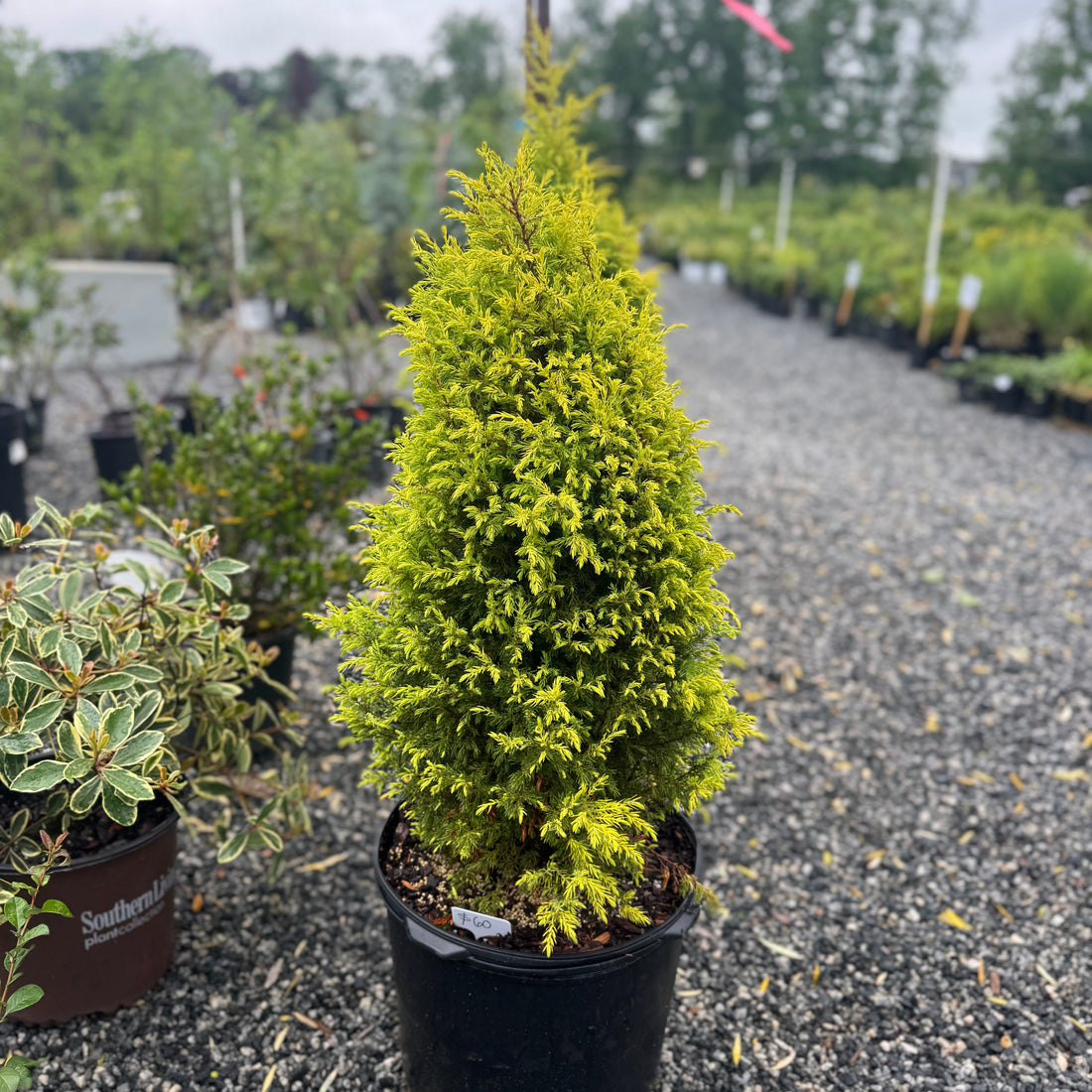 Gold Cone Juniper