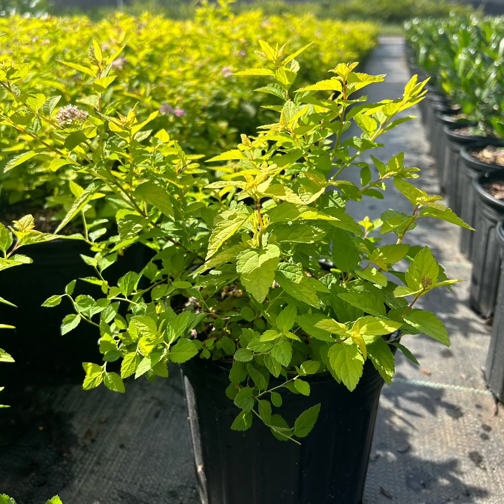 Gold Mound Japanese Spirea