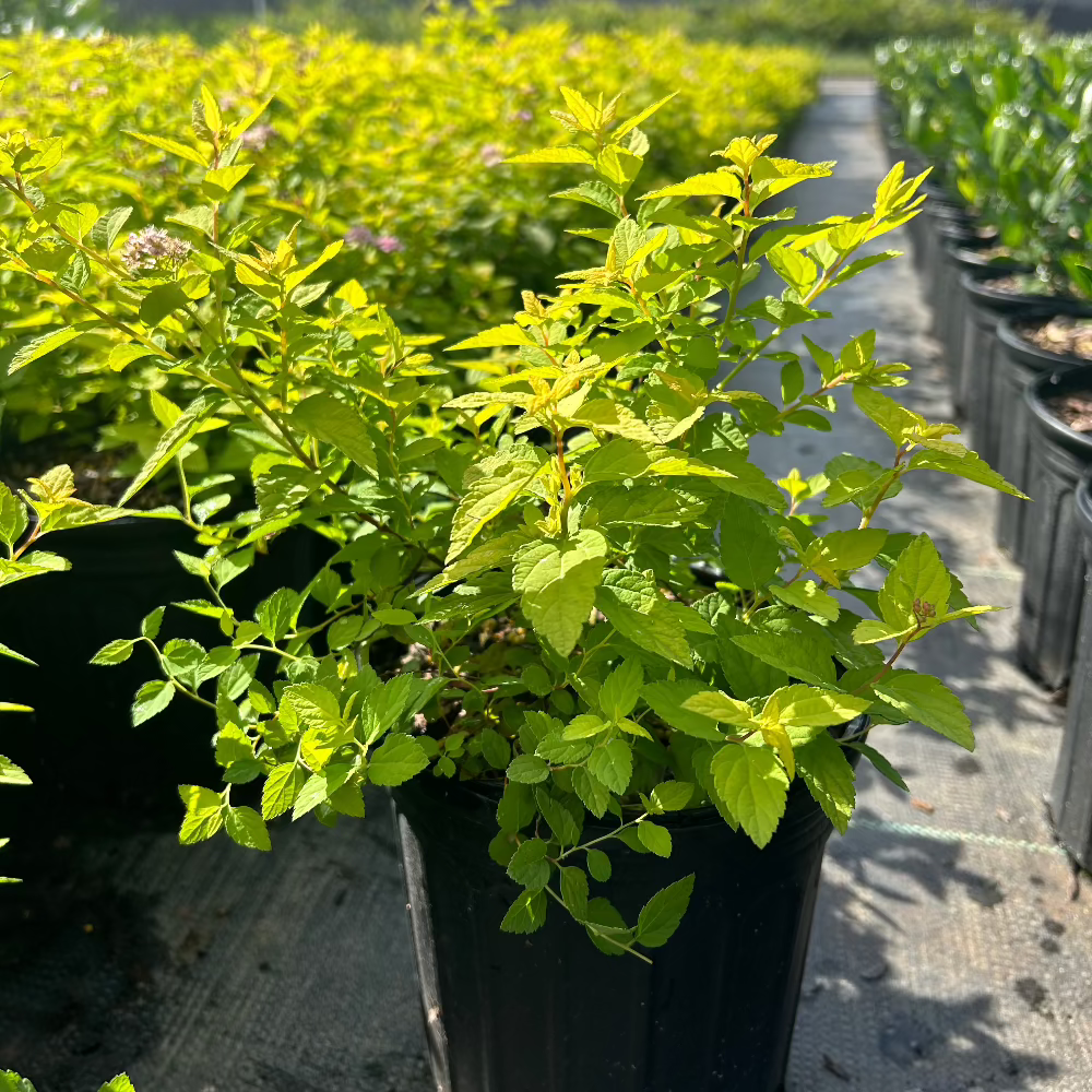Spirea &