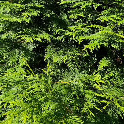 Green Giant Arborvitae