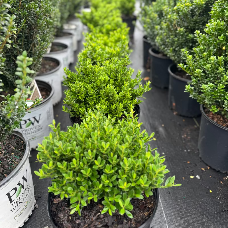 Ilex Hoogendorn Japanese Holly 