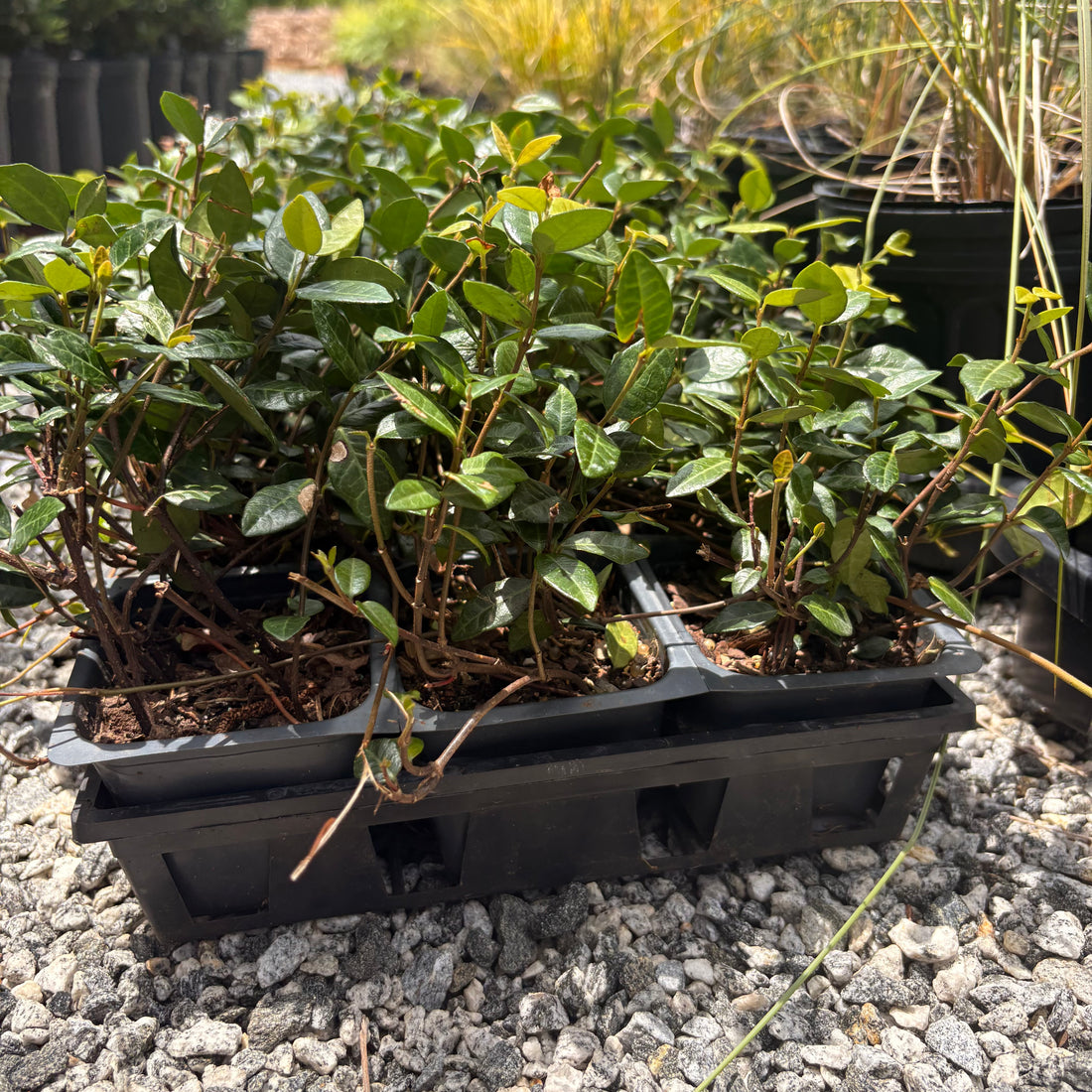 Asian Jasmine