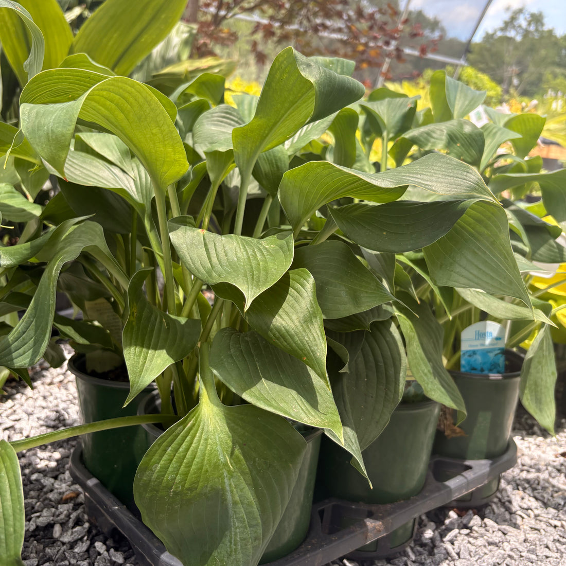 Hosta Blue Angel