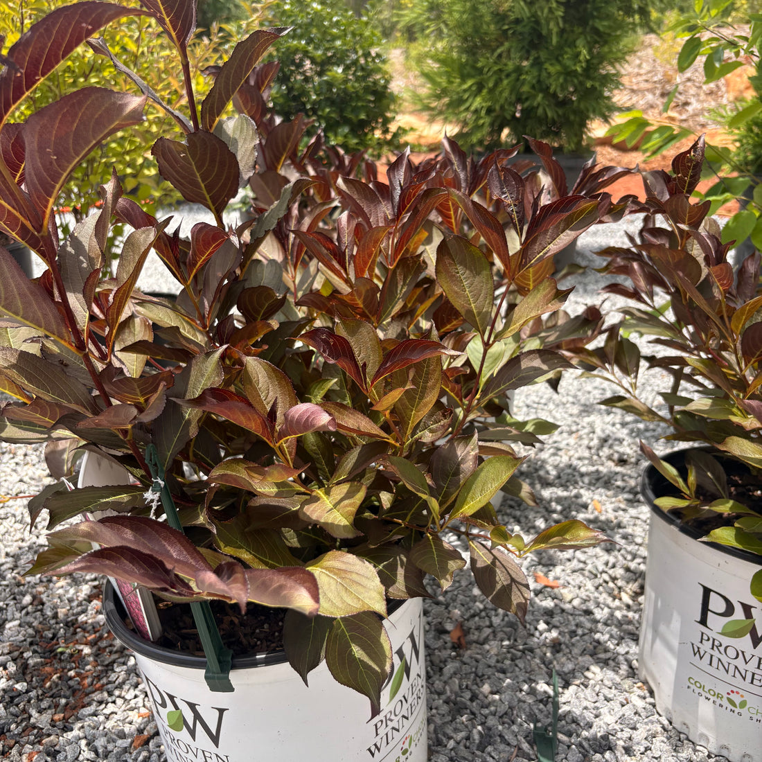 Spilled Wine Weigelia