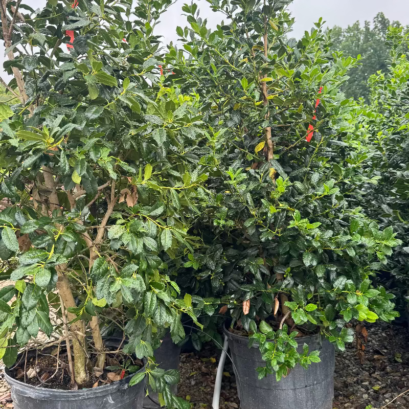 Ilex Nellie R. Stevens Holly 