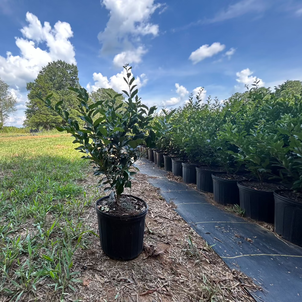 Recurve Ligustrum