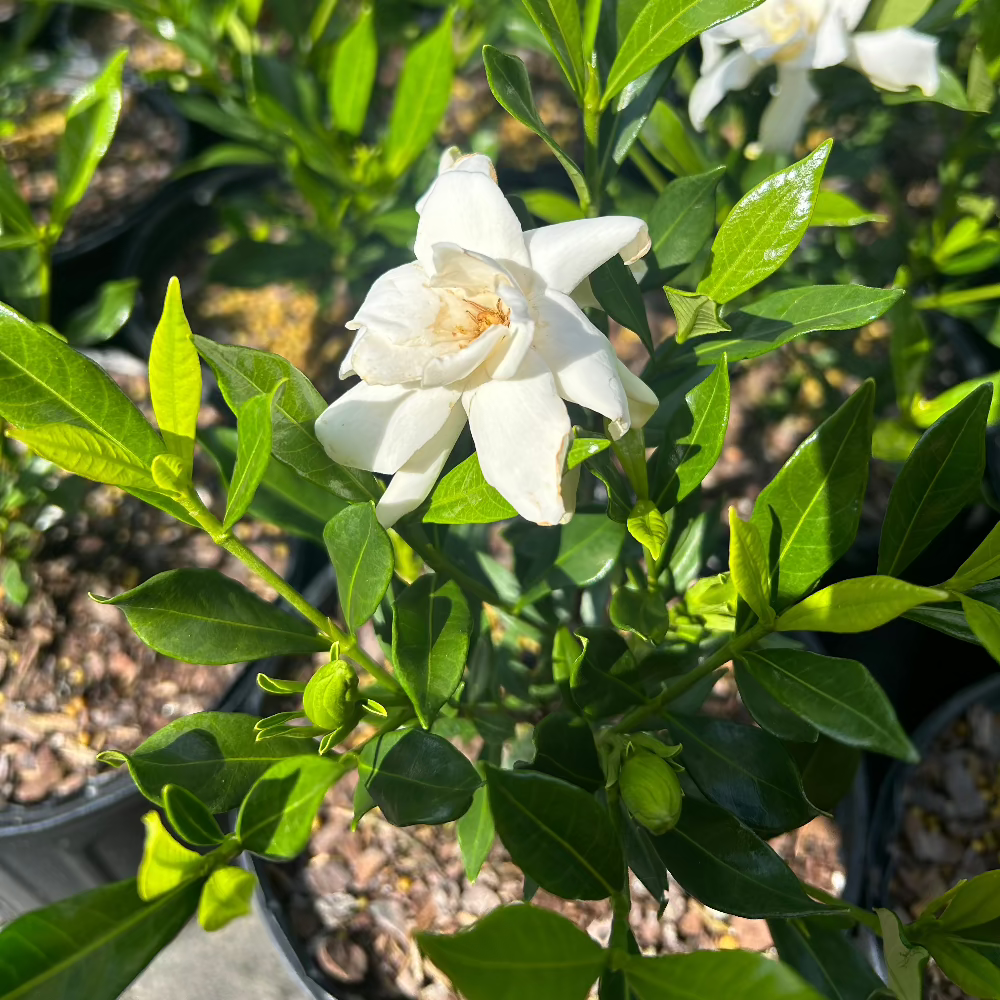 Frost Proof Gardenia