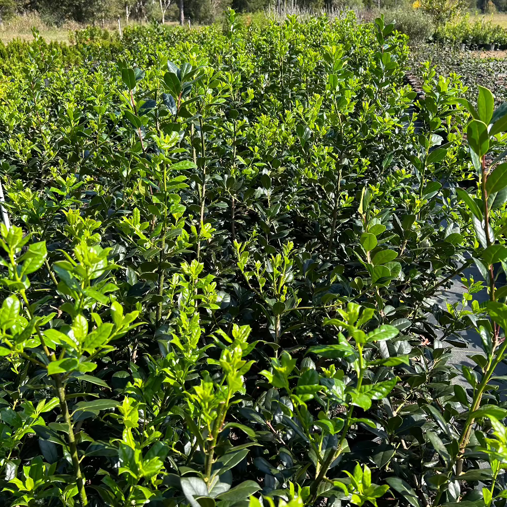 Ilex Nellie R. Stevens Holly 