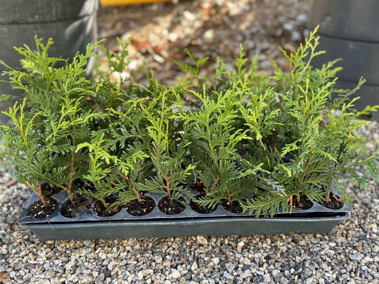 Green Giant Arborvitae