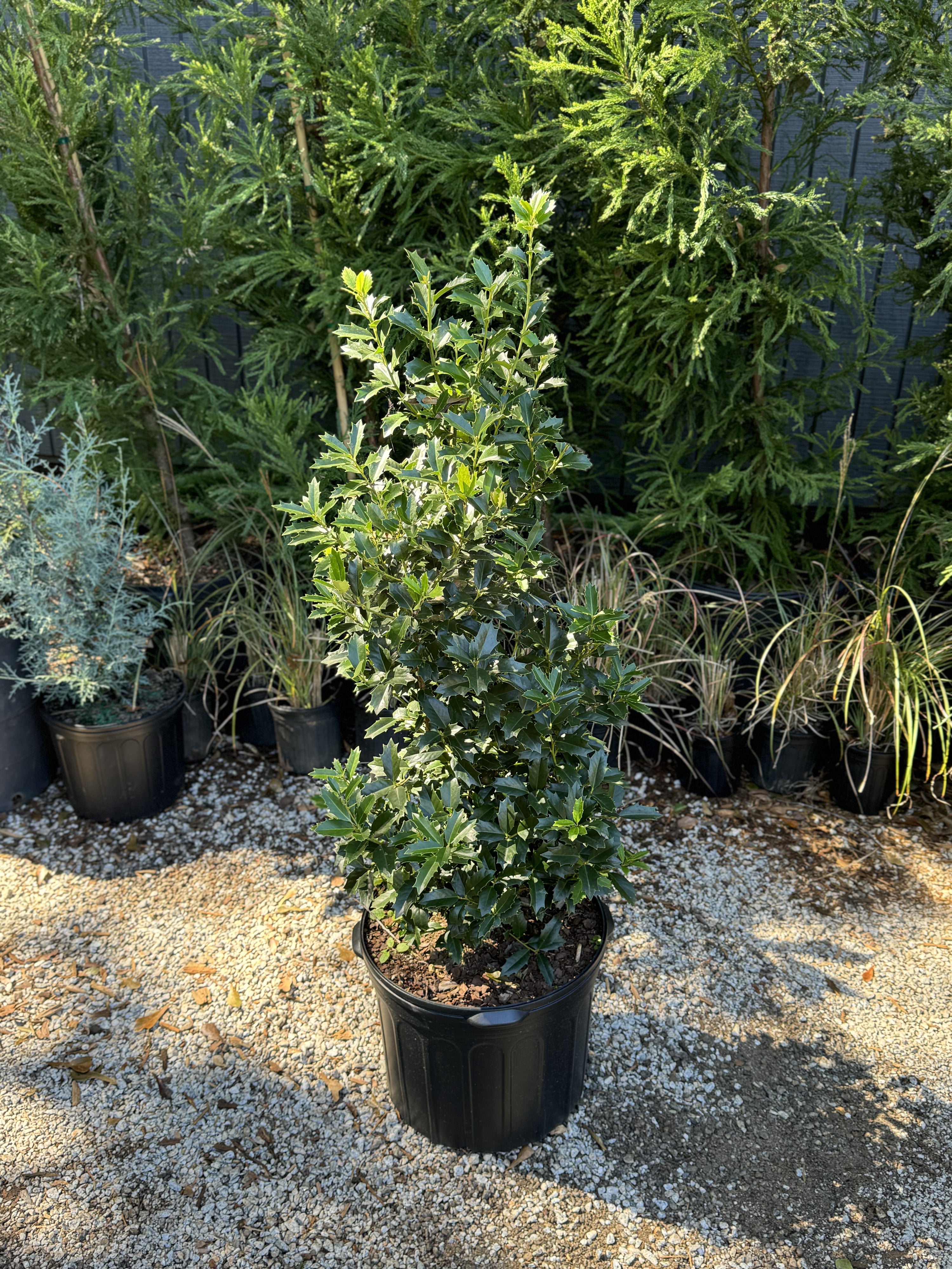 Ilex Oakleaf Holly 