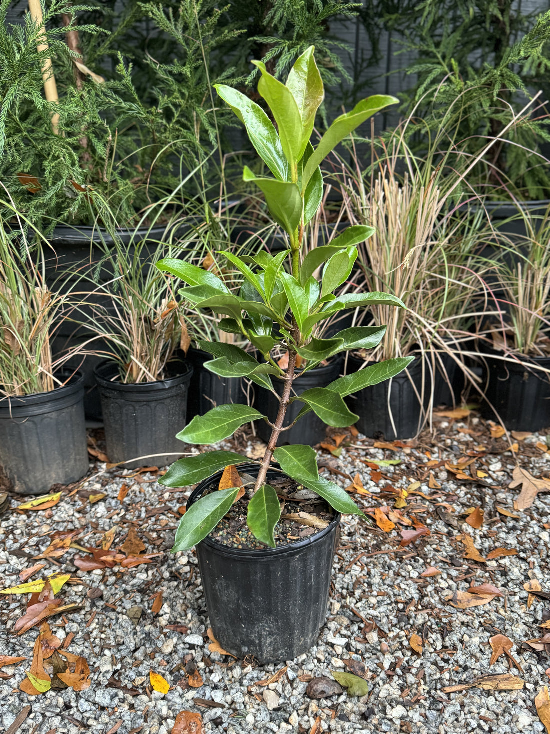 Chindo Viburnum