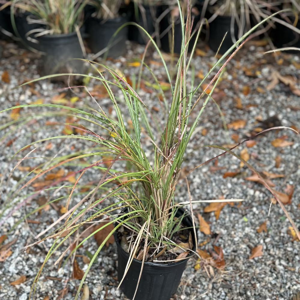 Miscanthus Adagio