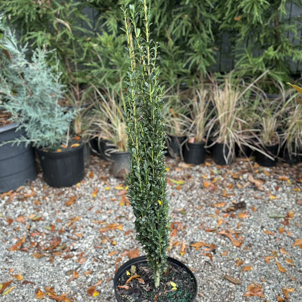 Ilex Sky Pencil Japanese Holly 