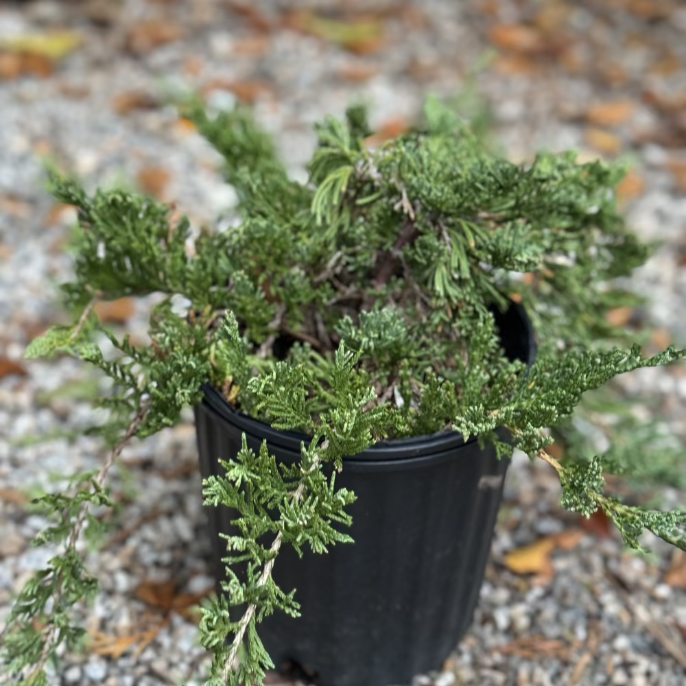 Blue Pacific Juniper