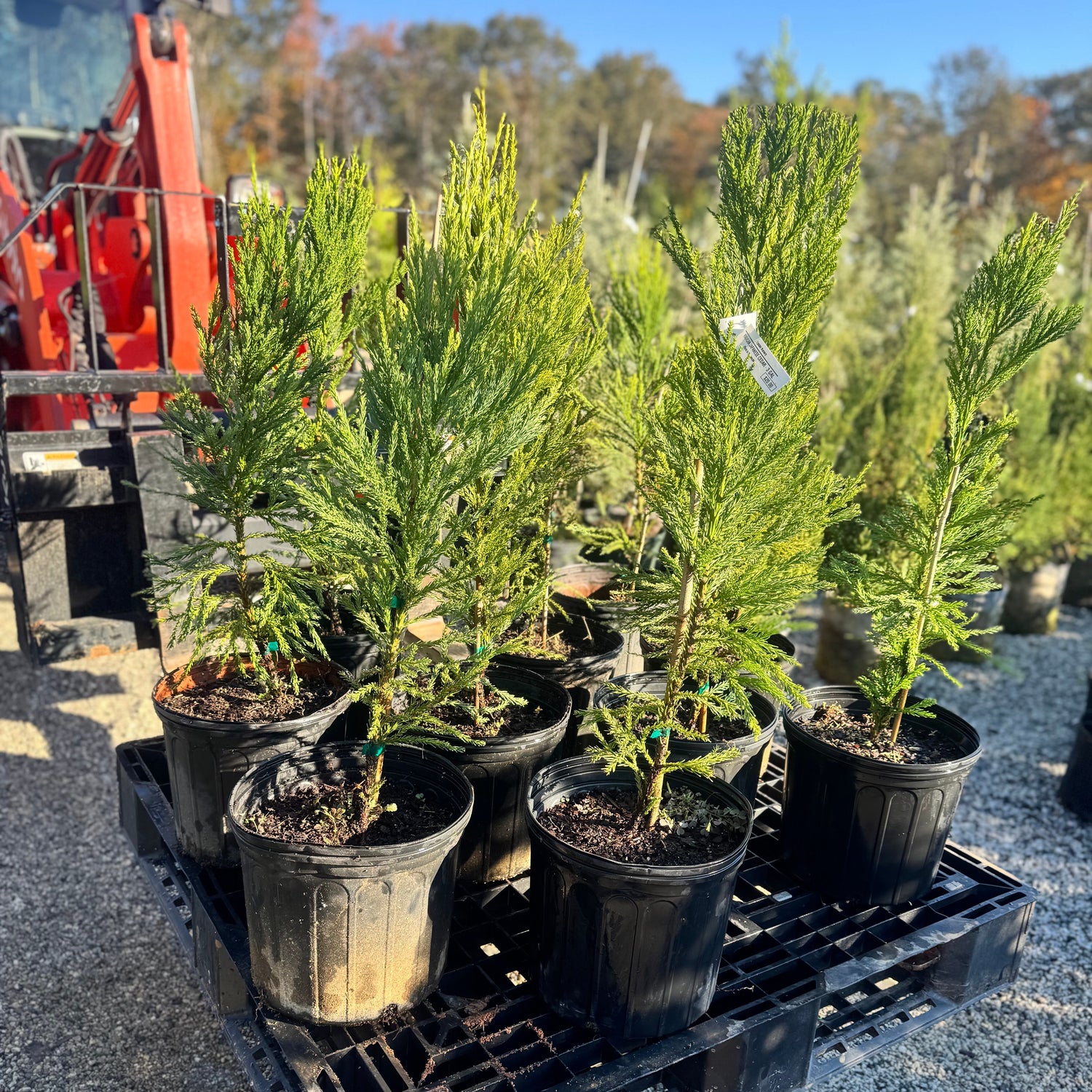 Japanese Cedar (Radican Cryptomeria) 3 Gallon Size 10 pack.