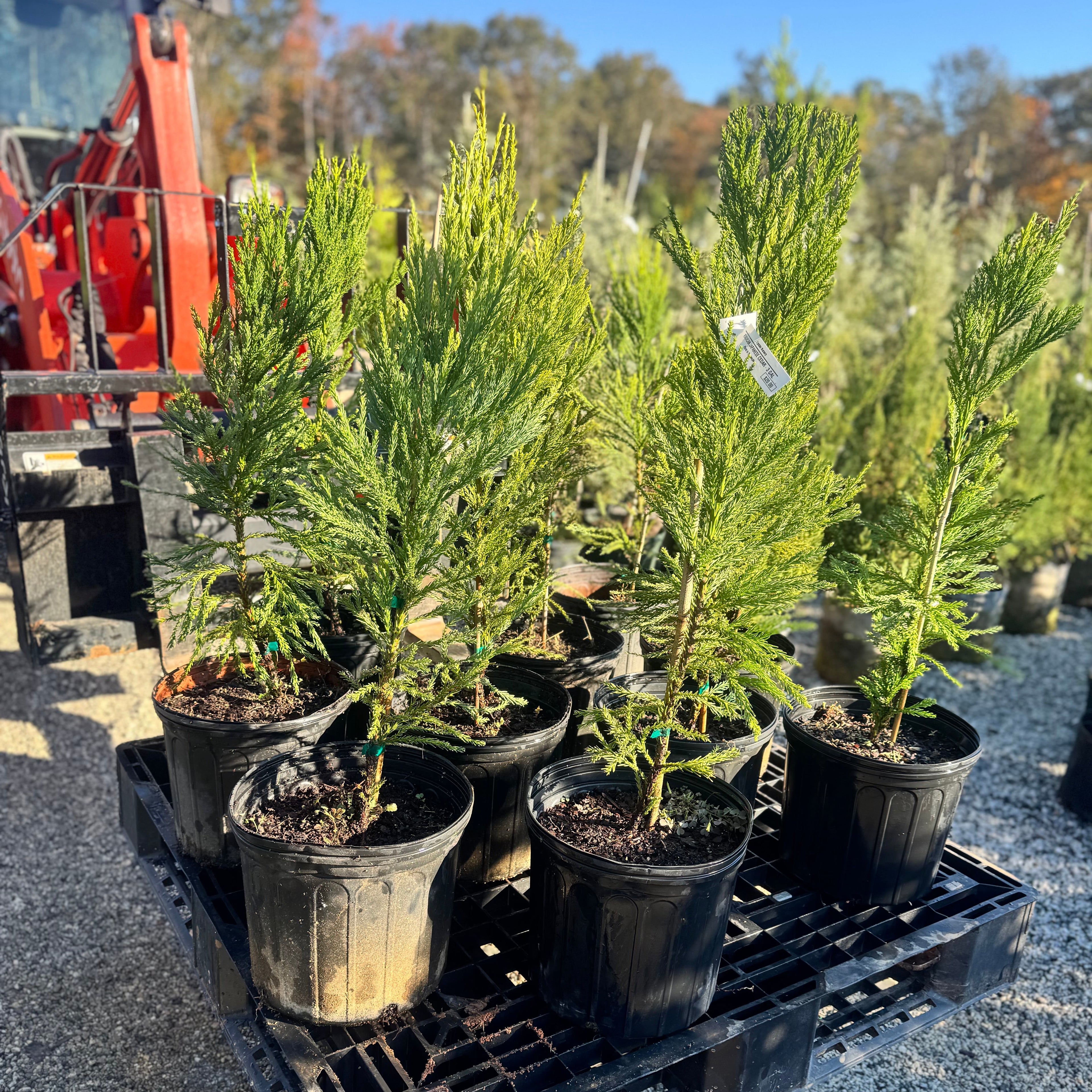 Japanese Cedar (Radican Cryptomeria) 3 Gallon Size 10 pack.