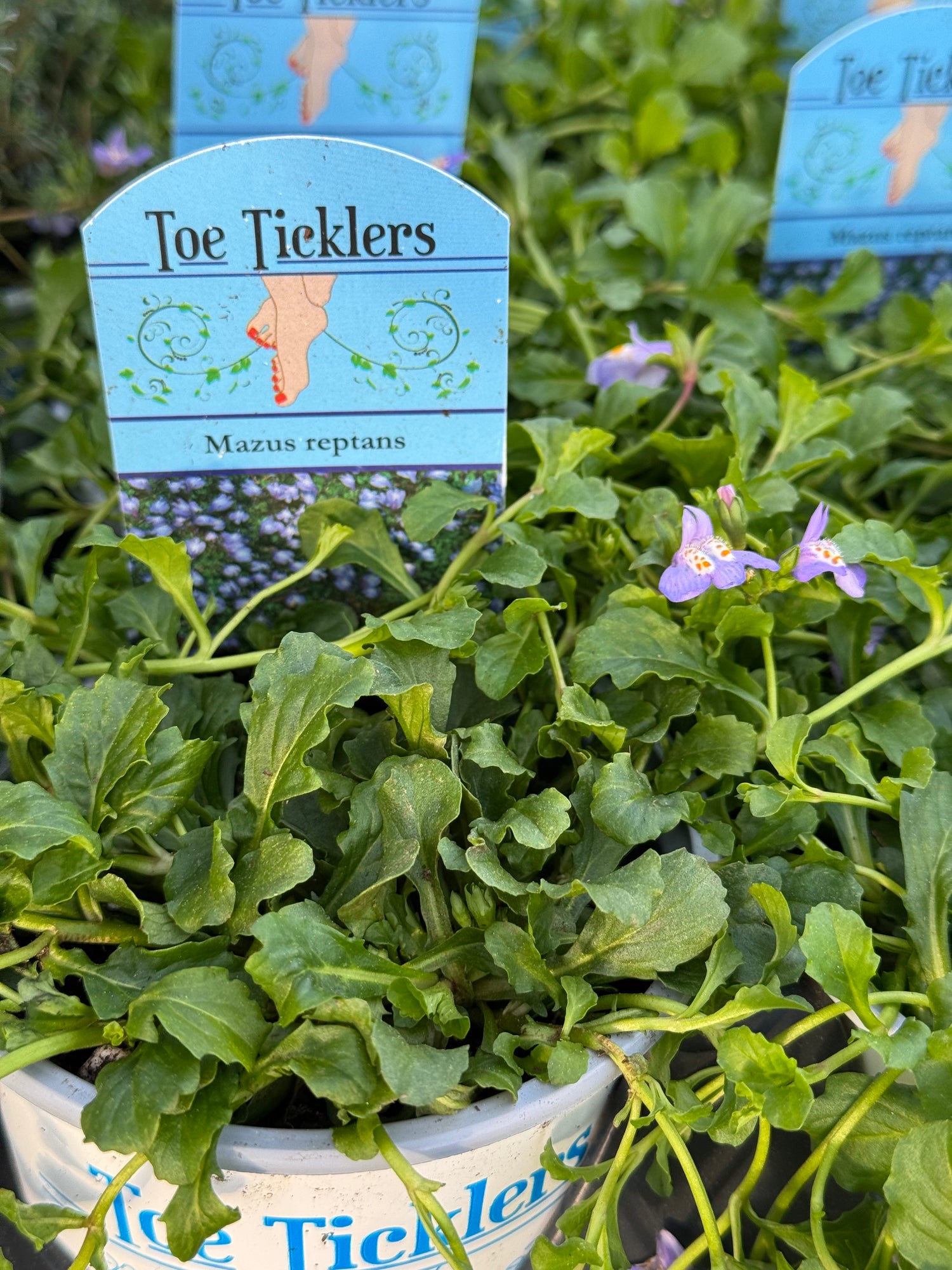 Creeping Mazus Blue
