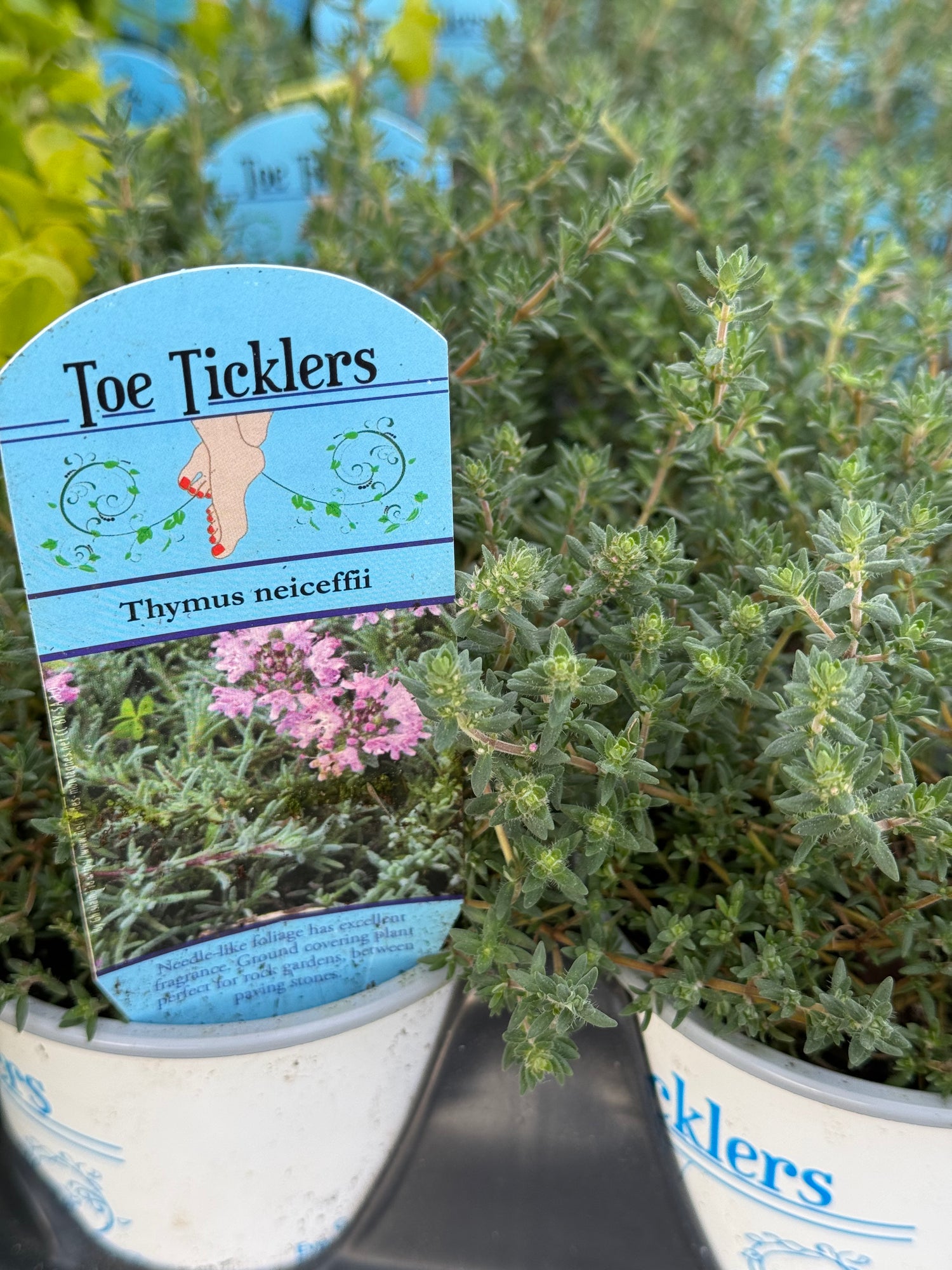 Juniper Thyme