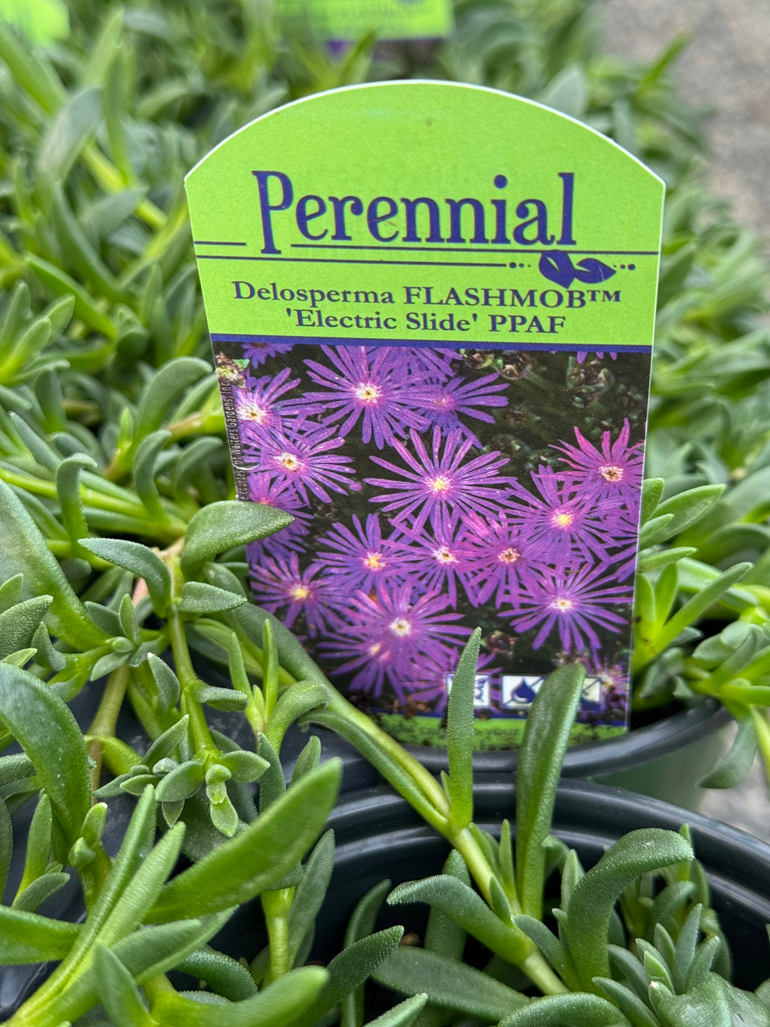Ice Plant Electric Slide