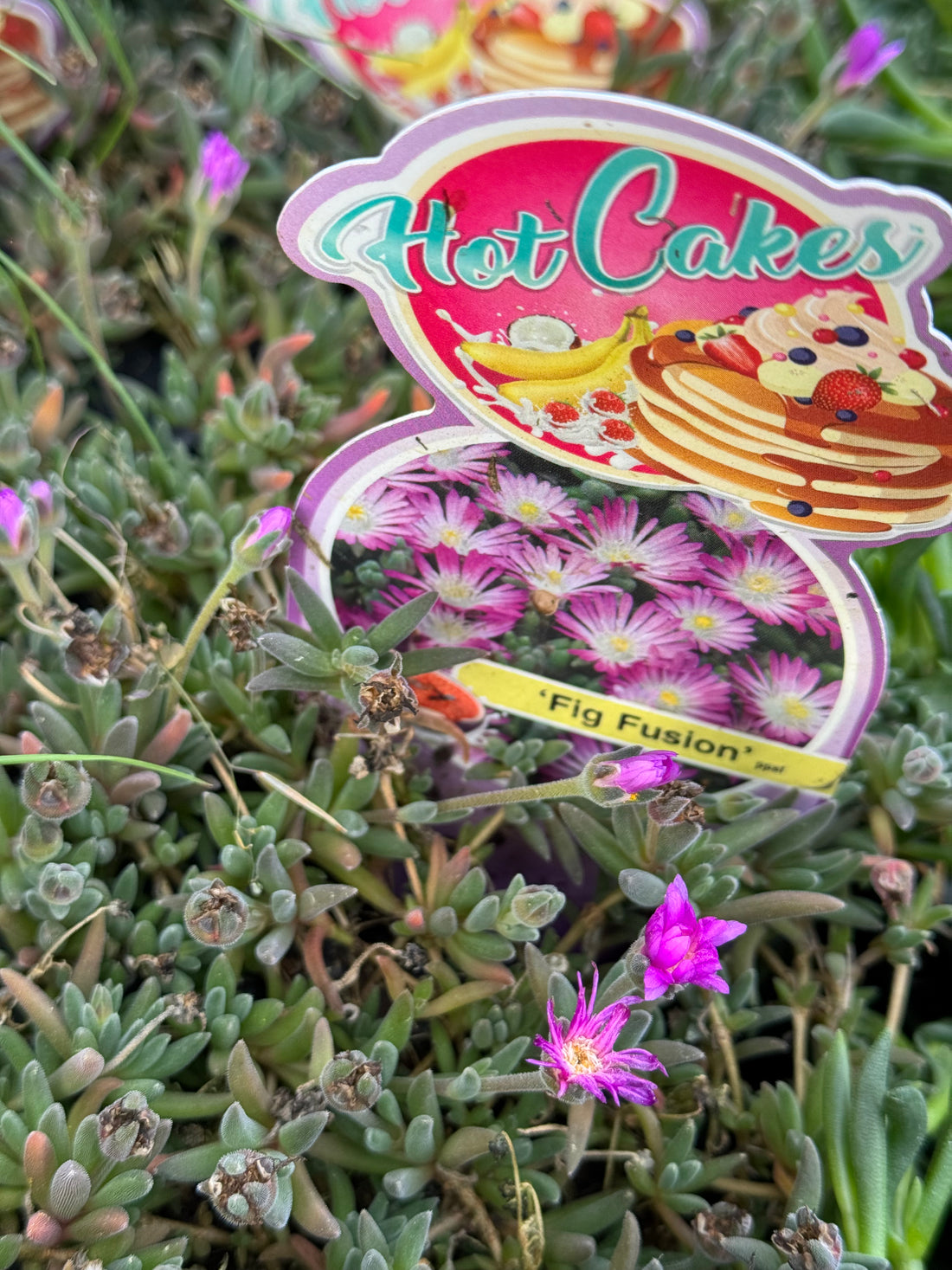 Ice Plant Hot Cakes Fig Fusion