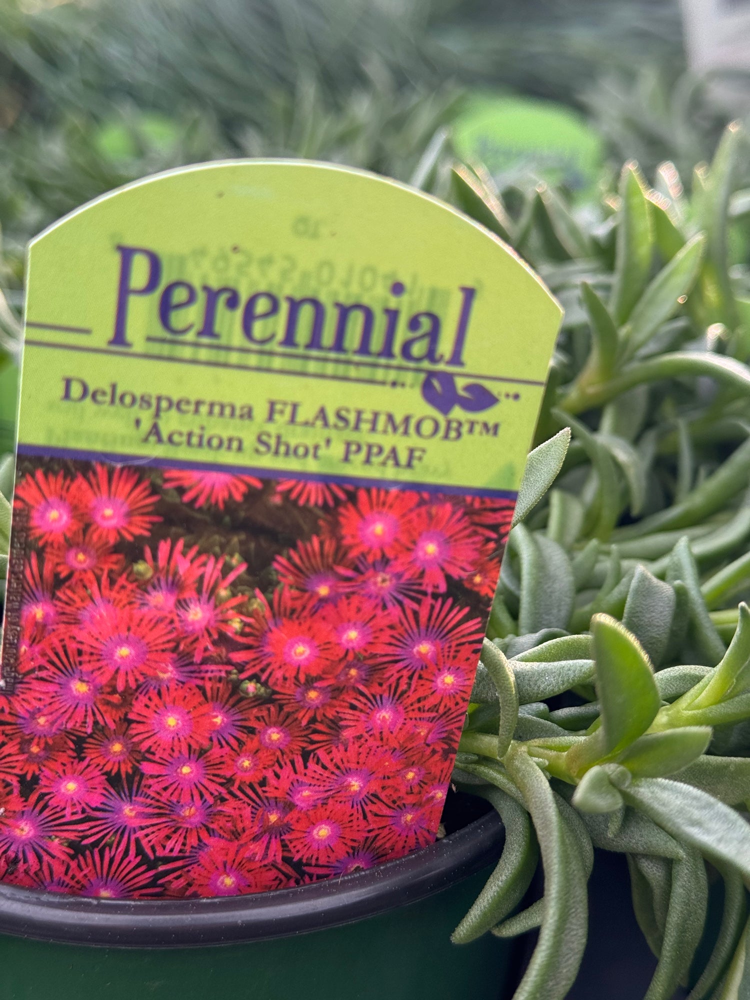 Ice Plant Action Shot