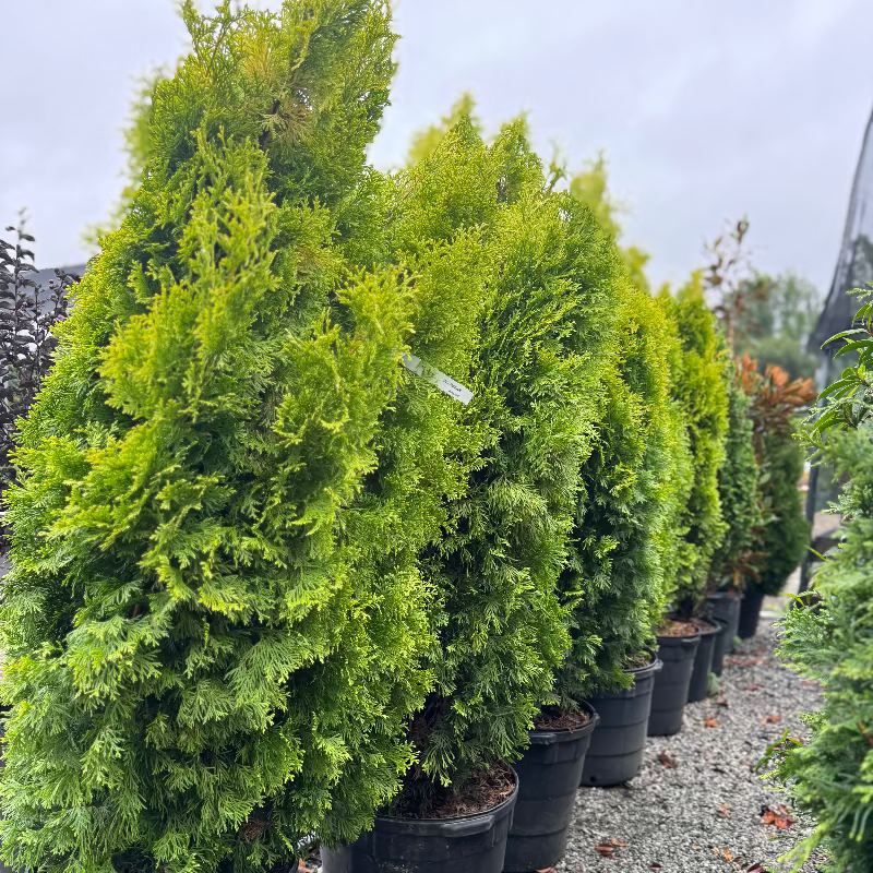 Thuja &