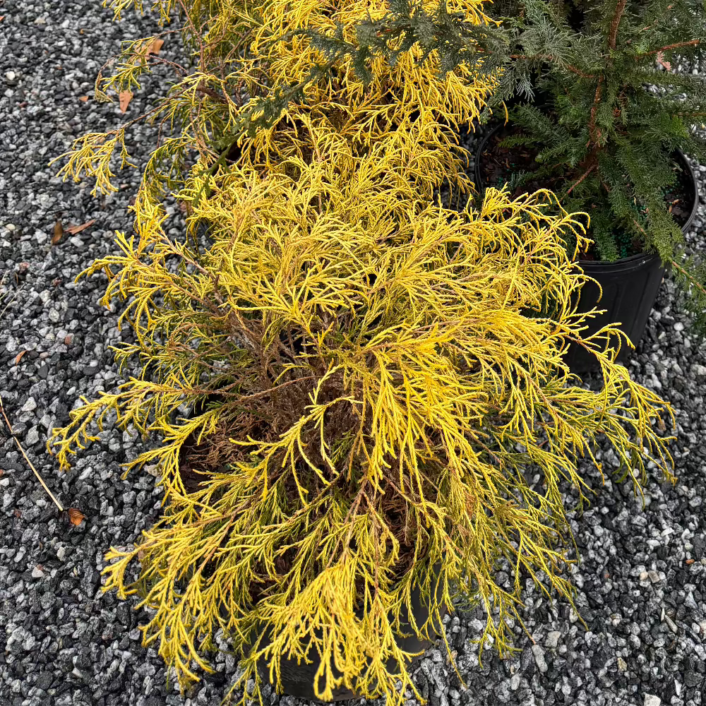 Gold Mop False Cypress