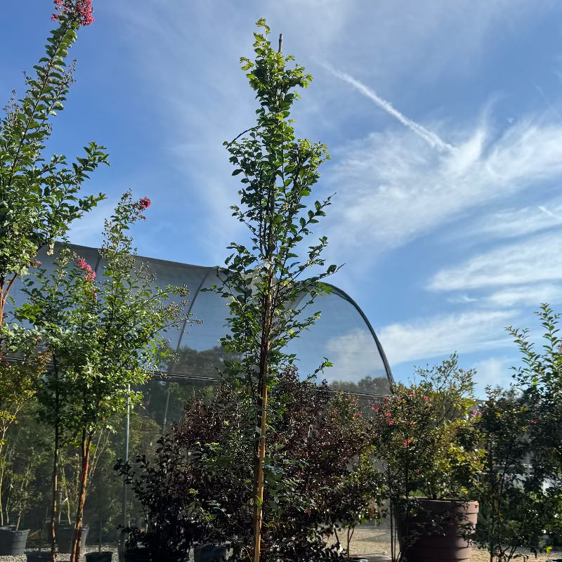 Elm Lacebark 