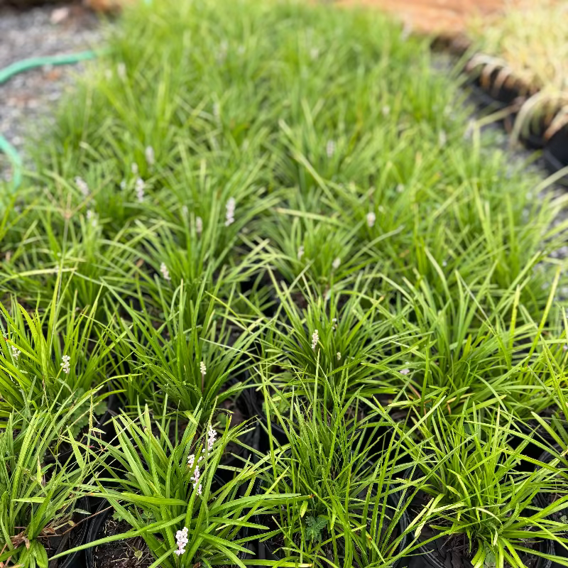Big Blue Liriope 