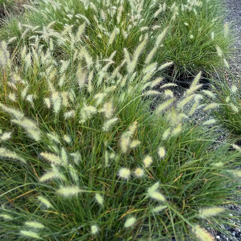 Little Bunny Grass 