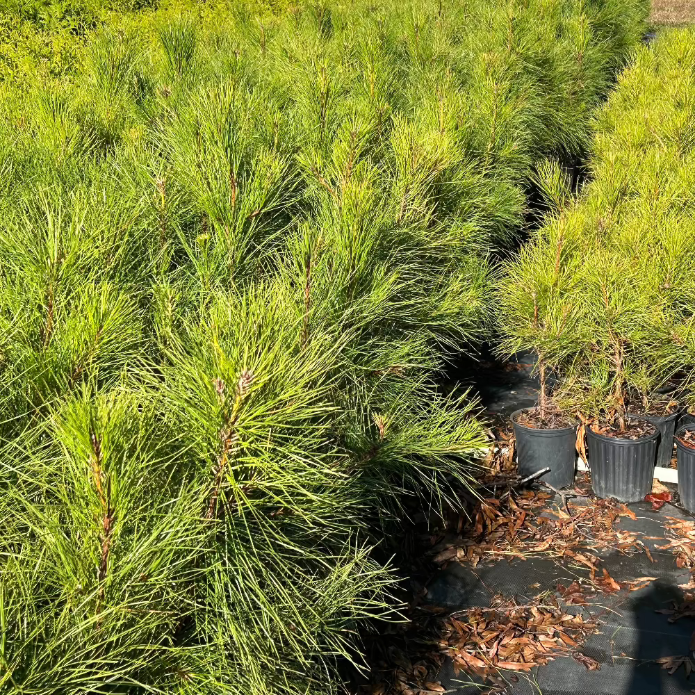 Loblolly Pine