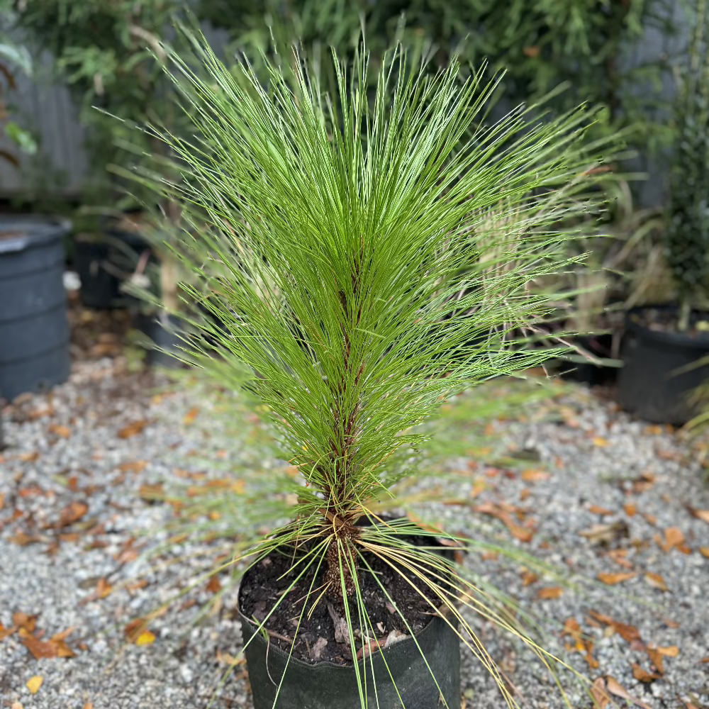 Long Leaf Pine