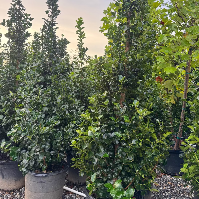 Ilex Monarch Holly 