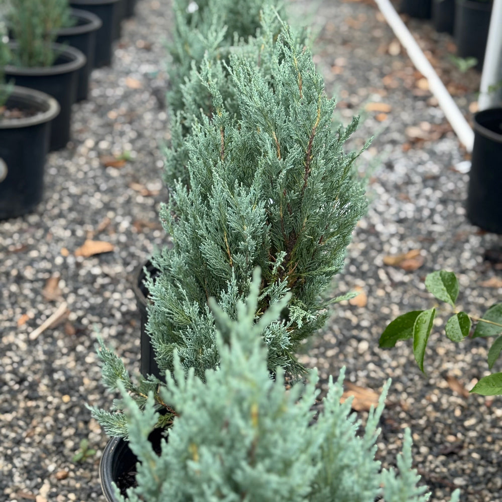 Moonglow Juniper