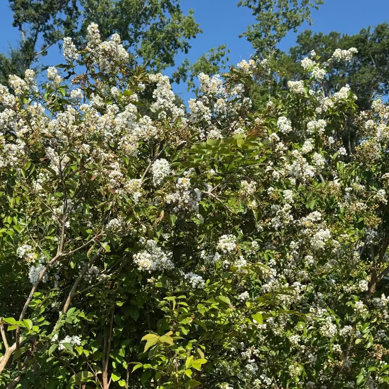 Crape Myrtle &