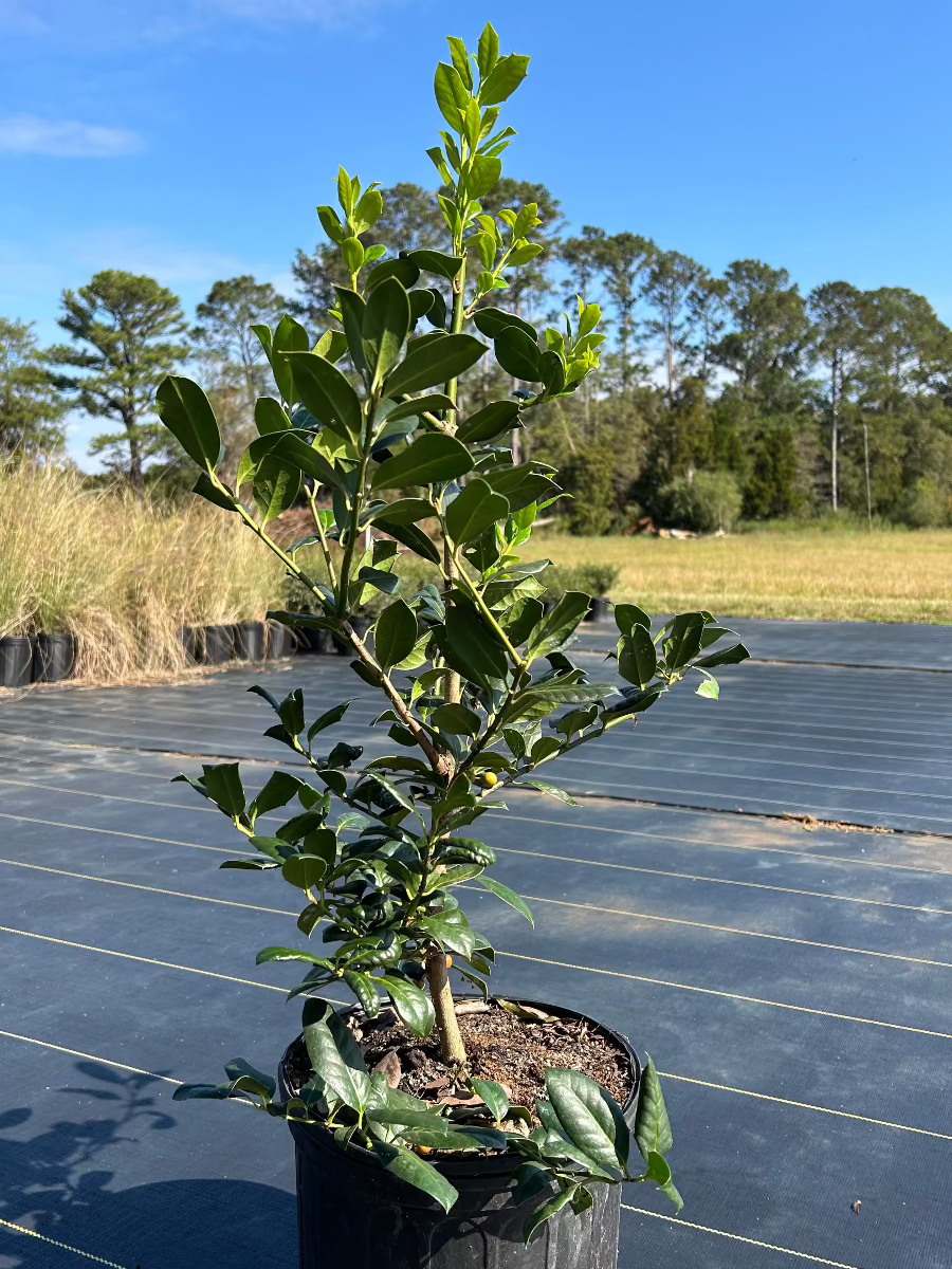 Ilex Nellie R. Stevens Holly 