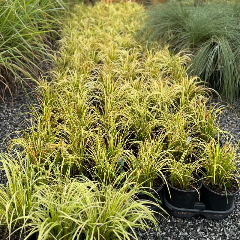 Sweet Flag ‘Ogon’ Grass 