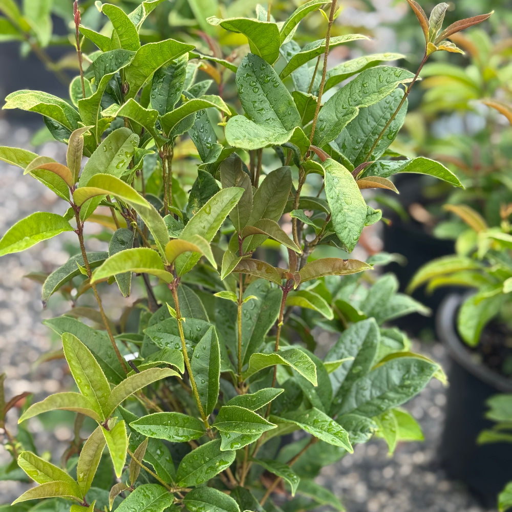 Apricot Echo Tea Olive 