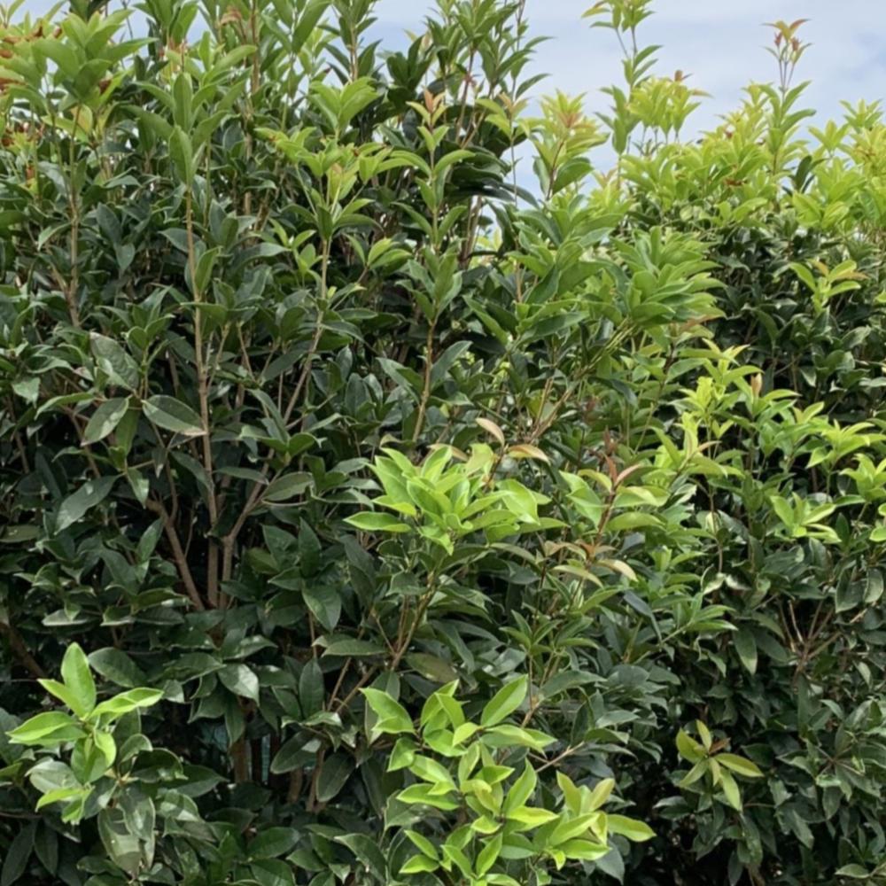 Osmanthus Fragrans Tea Olive 