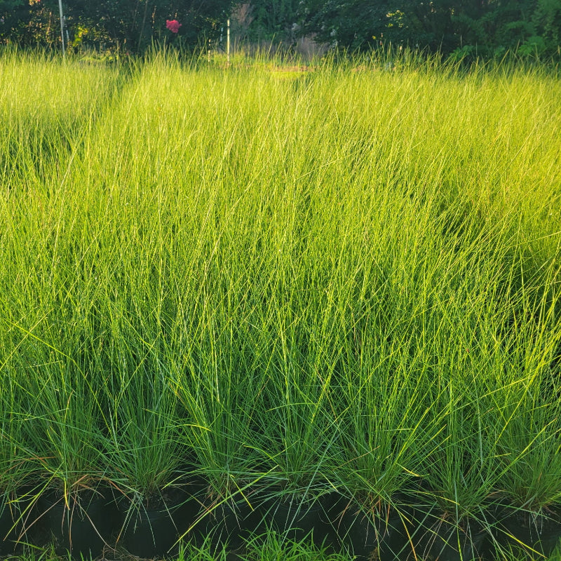 Pink Muhly Grass 