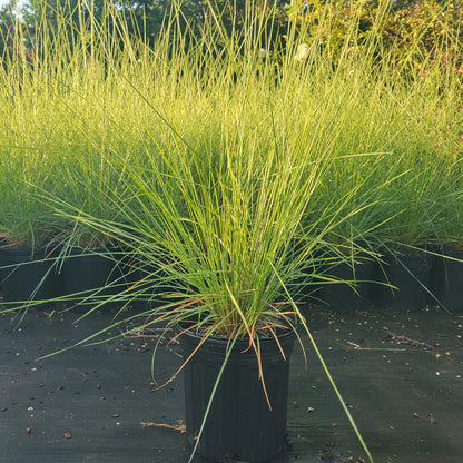 Pink Muhly Grass 