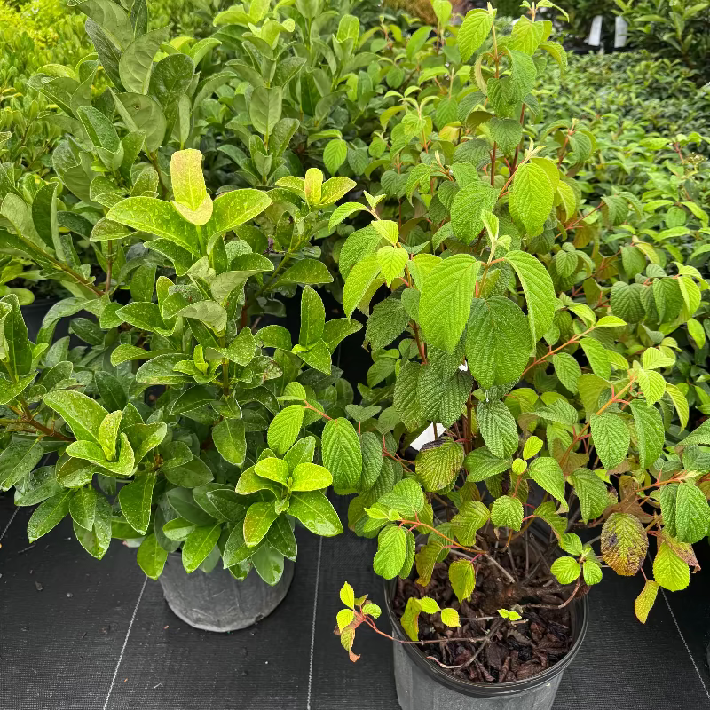 Popcorn Viburnum 
