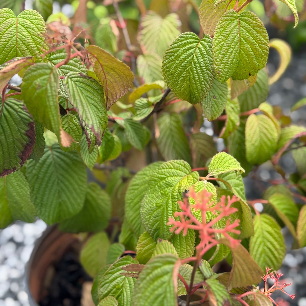 Popcorn Viburnum