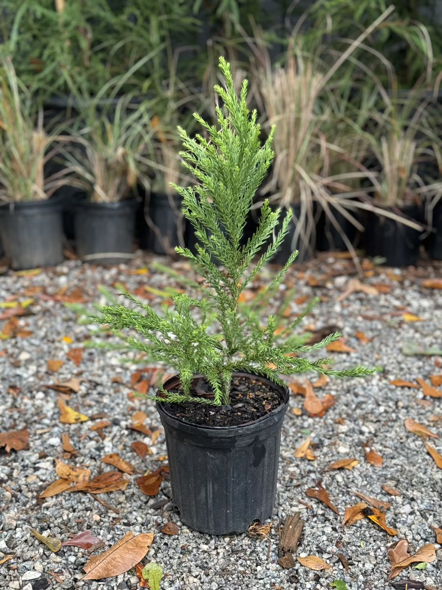 Radican Cryptomeria Japanese Cedar