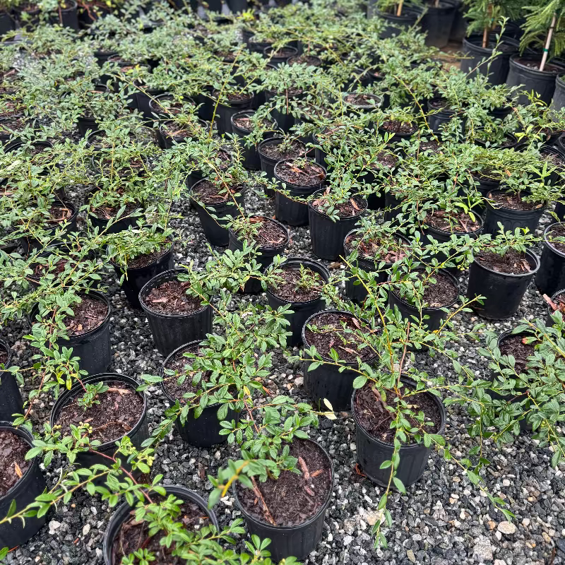 Cotoneaster &