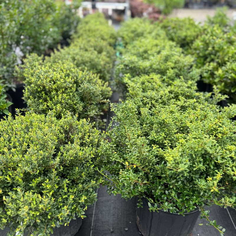 Ilex Soft Touch Holly 