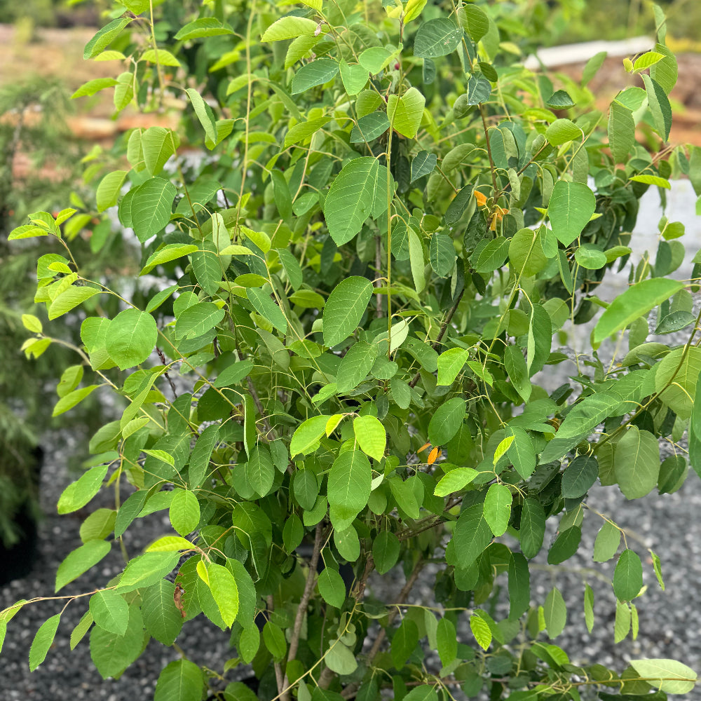 Serviceberry