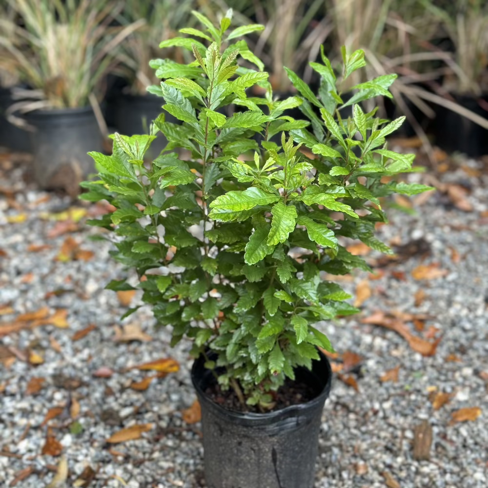 Southern Wax Myrtle